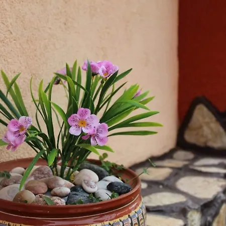 ореха * Samokov